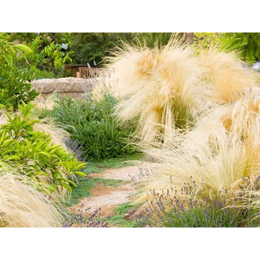 STIPA TENNUISSIMA 'PONY TAILS' - MEXIKÓI ÁRVALÁNYHAJ