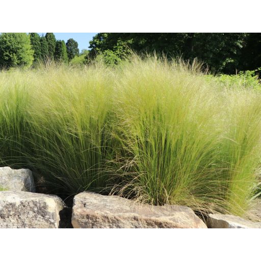 STIPA TENNUISSIMA 'PONY TAILS' - MEXIKÓI ÁRVALÁNYHAJ