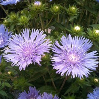 STOKESIA LAEVIS 'OMEGA SKYROCKET' - OLAJBÓBITA