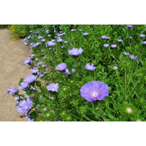 STOKESIA LAEVIS 'OMEGA SKYROCKET' - OLAJBÓBITA