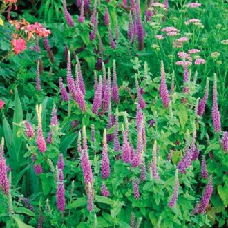 TEUCRIUM HIRCANICUM - KAUKÁZUSI GAMANDOR (IRÁNI GAMANDOR)