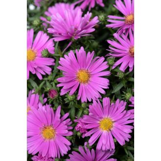 ASTER DUMOSUS 'ALPHA PINK' - TÖRPE ŐSZIRÓZSA