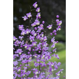 THALICTRUM DELAVAY - SZÁRNYASTERMÉSŰ BORKÓRÓ