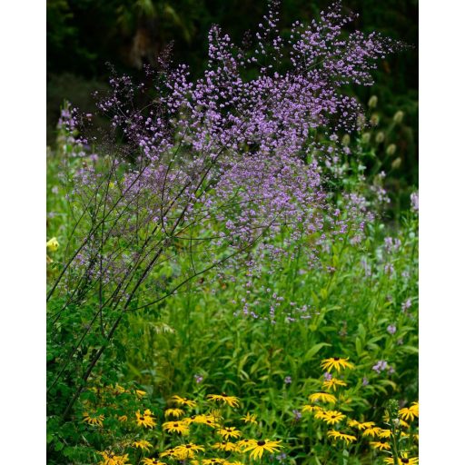 THALICTRUM DELAVAY - SZÁRNYASTERMÉSŰ BORKÓRÓ