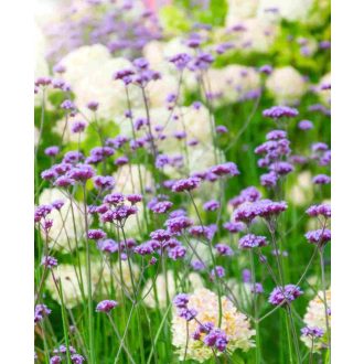 VERBENA BONARIENSIS - ERNYŐS VERBENA