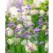 VERBENA BONARIENSIS - ERNYŐS VERBENA