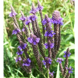   VERBENA HASTATA 'BLUE SPIRE' - DÚSVIRÁGÚ VERBÉNA