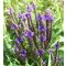 VERBENA HASTATA 'BLUE SPIRE' - DÚSVIRÁGÚ VERBÉNA