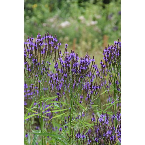 VERBENA HASTATA 'BLUE SPIRE' - DÚSVIRÁGÚ VERBÉNA