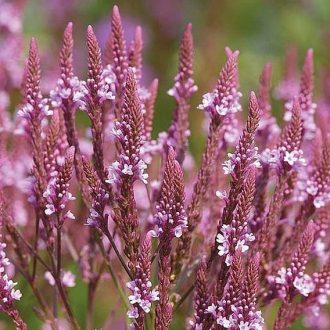  VERBENA HASTATA 'PINK SPIRE' - DÚSVIRÁGÚ VERBÉNA