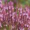 VERBENA HASTATA 'PINK SPIRE' - DÚSVIRÁGÚ VERBÉNA