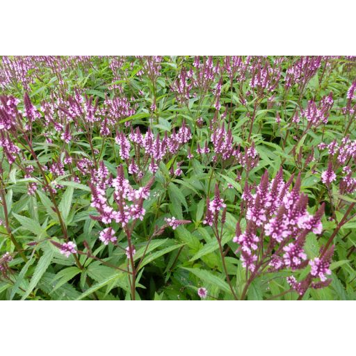 VERBENA HASTATA 'PINK SPIRE' - DÚSVIRÁGÚ VERBÉNA