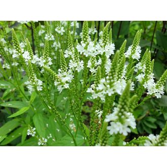   VERBENA HASTATA 'WHITE SPIRE' - DÚSVIRÁGÚ VERBÉNA
