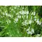 VERBENA HASTATA 'WHITE SPIRE' - DÚSVIRÁGÚ VERBÉNA