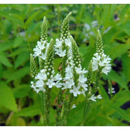 VERBENA HASTATA 'WHITE SPIRE' - DÚSVIRÁGÚ VERBÉNA