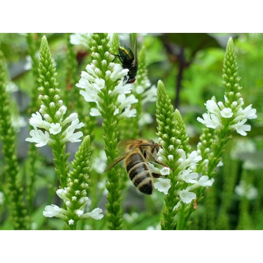 VERBENA HASTATA 'WHITE SPIRE' - DÚSVIRÁGÚ VERBÉNA