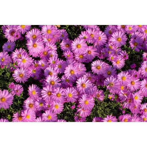 ASTER DUMOSUS 'ALPHA PINK' - TÖRPE ŐSZIRÓZSA