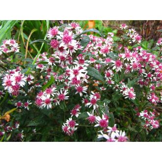 Aster laterifolius 'Prince' -  Őszirózsa