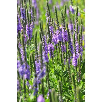   VERBENA STRICTA - SZILAJ VERBÉNA (Nincs hivatalos magyar neve)
