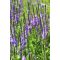 VERBENA STRICTA - SZILAJ VERBÉNA (Nincs hivatalos magyar neve)