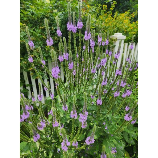 VERBENA STRICTA - SZILAJ VERBÉNA (Nincs hivatalos magyar neve)
