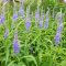 VERONICA LONGIFOLIA 'BLUE SHADES' - HOSSZÚLEVELŰ VERONIKA