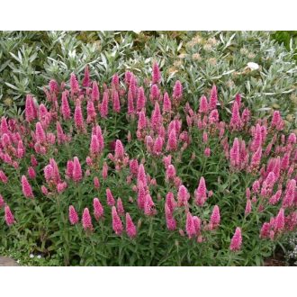   VERONICA LONGIFOLIA 'PINK SHADES' - HOSSZÚLEVELŰ VERONIKA