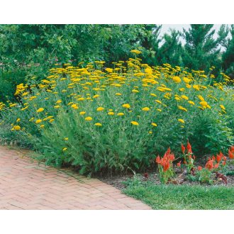 Achillea filipendulina hybrida 