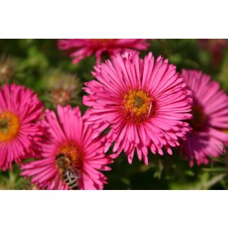  ASTER NOVAE ANGLIAE 'ANDENKEN AN ALMA PÖTSCHKE' - MIRIGYES ŐSZIRÓZSA