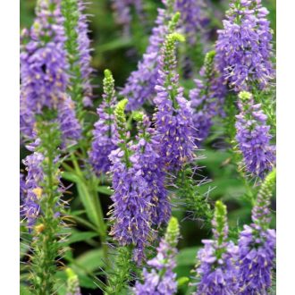   VERONICA SPICATA 'NANA BLAUTEPPICH' - TÖRPE MACSKAFARKÚ VERONIKA