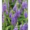 VERONICA SPICATA 'NANA BLAUTEPPICH' - TÖRPE MACSKAFARKÚ VERONIKA