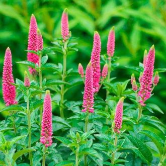   VERONICA SPICATA 'ROSA ZWERG' - TÖRPE MACSKAFARKÚ VERONIKA