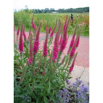   VERONICA SPICATA 'ROTHFUCHS' - MACSKAFARKÚ VERONIKA