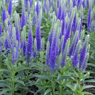   VERONICA SPICATA 'ULSTER DWARFT BLUE' - MACSKAFARKÚ VERONIKA