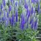 VERONICA SPICATA 'ULSTER DWARFT BLUE' - MACSKAFARKÚ VERONIKA