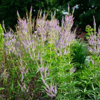   VERONICASTRUM VIRGINICUM 'FASCINATION' - VIRGINIAI VERONIKA