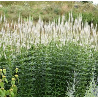   VERONICASTRTUM VIRGINICUM 'ALBUM' - VIRGINIAI VERONIKA