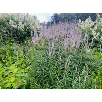   VERONICASTRUM VIRGINICUM 'LAVANDERTURM' - VIRGINIAI VERONIKA