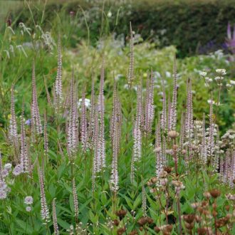   VERONICASTRUM VIRGINICUM 'PINK GLOW' - VIRGINIAI VERONIKA