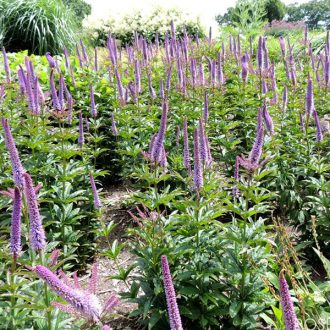   VERONICASTRUM VIRGINICUM 'RED ARROW' - VIRGINIAI VERONIKA