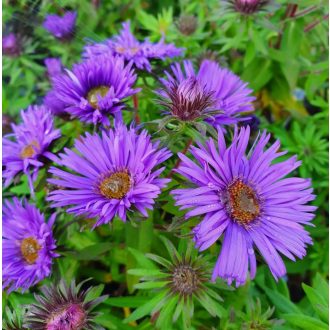   ASTER NOVAE ANGLIAE 'PURPLE DOME' - MIRIGYES ŐSZIRÓZSA