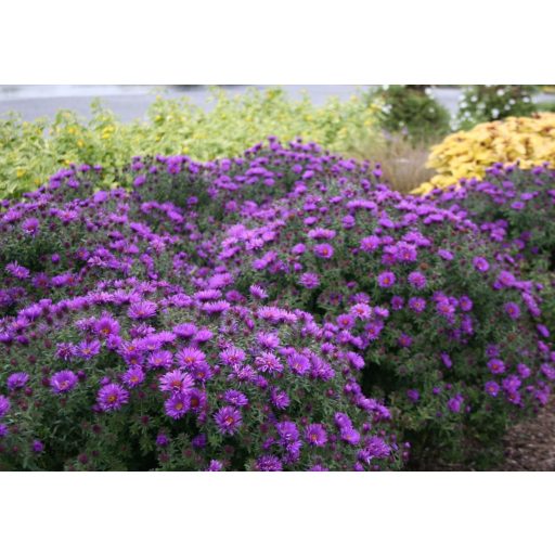 ASTER NOVAE ANGLIAE 'PURPLE DOME' - MIRIGYES ŐSZIRÓZSA