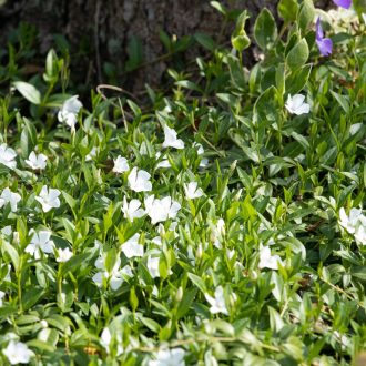 VINCA MINOR 'ALBA' - KIS METÉNG