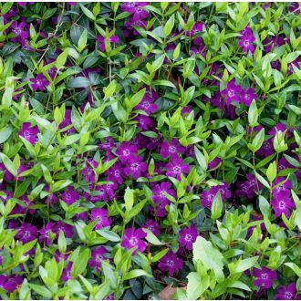 VINCA MINOR 