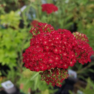ACHILLEA MILLEFOLIUM 