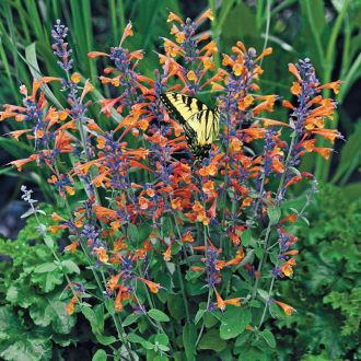 AGASTACHE AURANTIACA HYBRIDA 'TANGO' - IZSÓPFŰ
