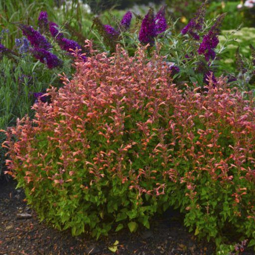 AGASTACHE AURANTIACA HYBRIDA 'TANGO' - IZSÓPFŰ