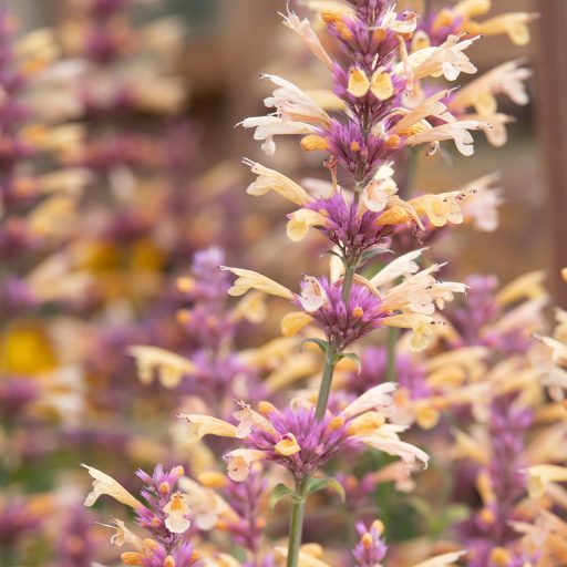 AGASTACHE AURANTIACA HYBRIDA 'TANGO' - IZSÓPFŰ