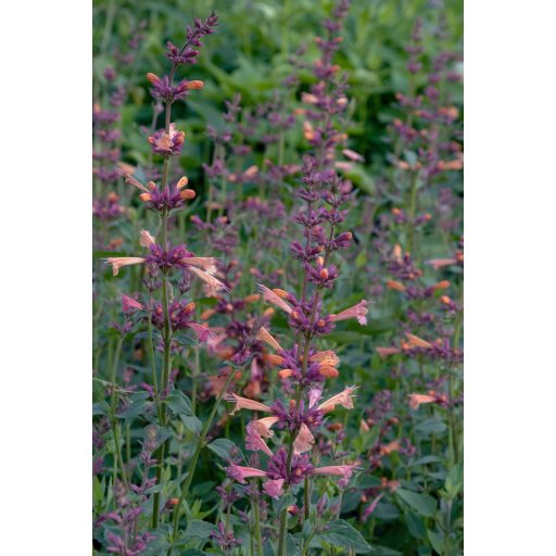 AGASTACHE AURANTIACA HYBRIDA 'TANGO' - IZSÓPFŰ