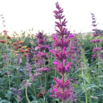 AGASTACHE MEXICANA 'SANGRIA' - MEXIKÓI IZSÓPFŰ
